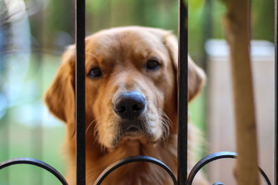 Close-up portrait of dog