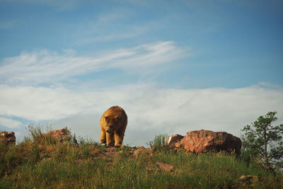 Brown bear walking toward me