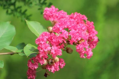 Close-up of pink flowers