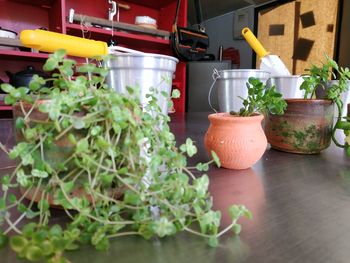 Potted plants on wooden table