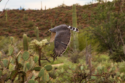 Bird flying in the desert