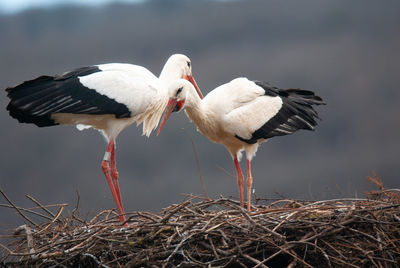 white stork