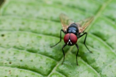 Close-up of insect on leaf