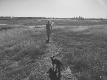 Rear view of american staffordshire terrier following man on field