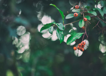 Close-up of berries growing on tree