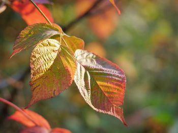 Close-up of maple leaves on branch