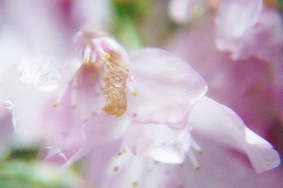 Close-up of pink flower