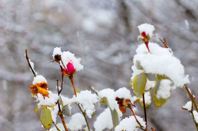 Close-up of snow covered plants