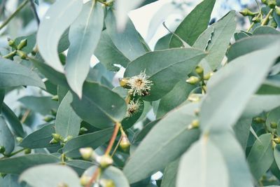 Close-up of white flowering plant