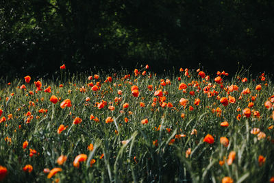 Close-up of orange flowering plants on field
