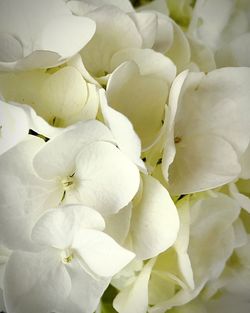 Close-up of flowers