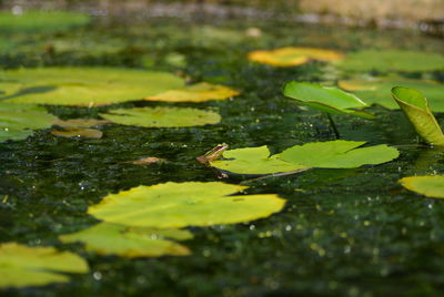 Close-up of water lily in pond