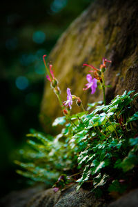 Close-up of flowers against blurred background