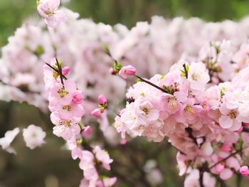 Close-up of pink cherry blossoms in spring