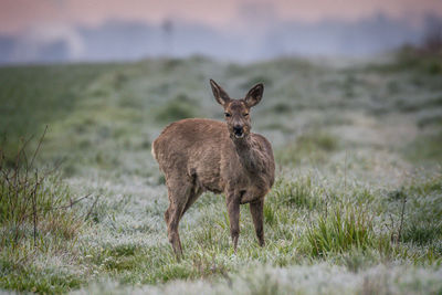 Portrait of deer standing on field