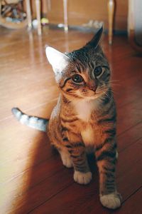 Cat lying on floor