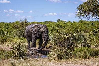 Elephants on field