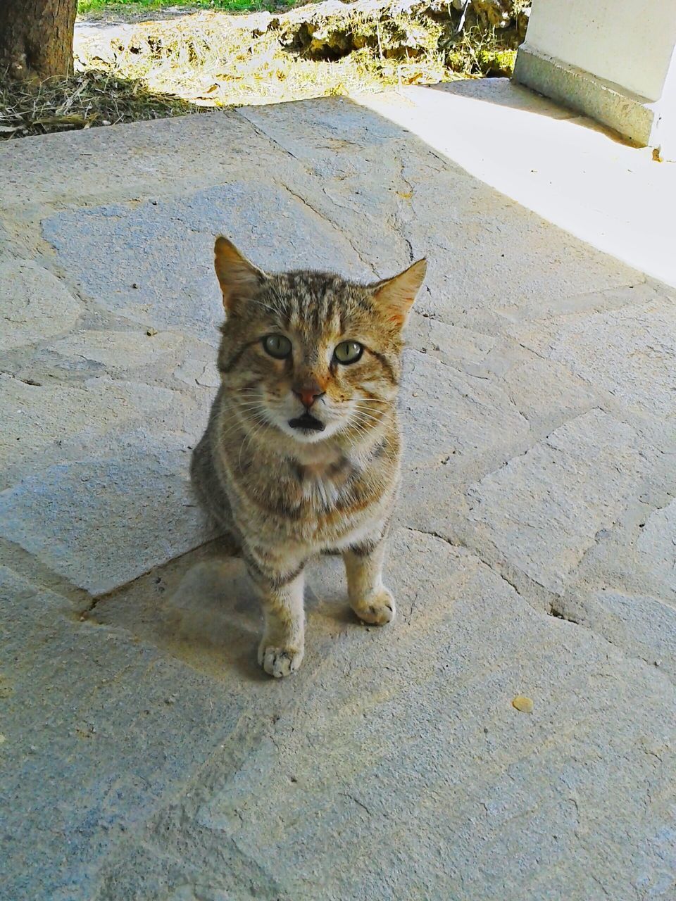 HIGH ANGLE PORTRAIT OF TABBY CAT SITTING ON FLOOR