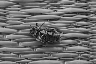 Close-up of dead insect 