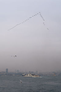 Birds flying over sea against clear sky