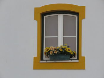 Close-up of yellow flowers on window