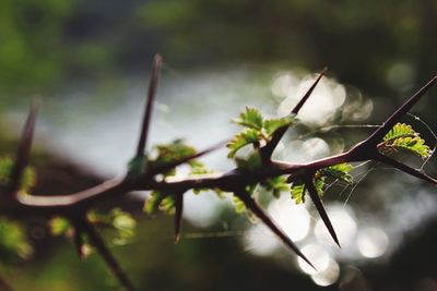 Close-up of plant growing outdoors