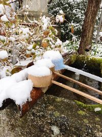 Frozen plants by trees during winter