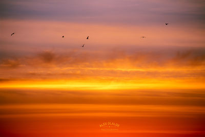 Silhouette of birds flying against orange sky