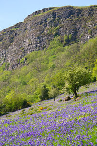 Scenic view of flowering plants on land