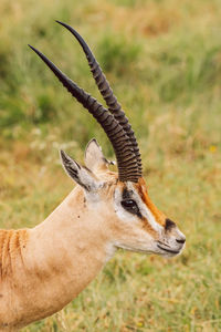 Close-up of impala antelope on field