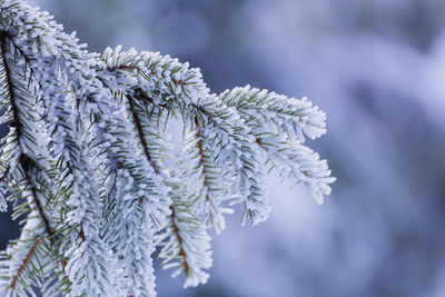 Close-up of frozen plant