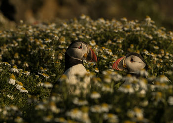View of puffins on land