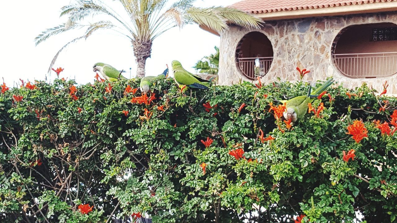 FLOWERING PLANTS IN BACKYARD