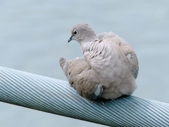 Low angle view of pigeon perching