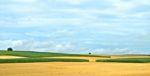 Scenic view of agricultural field against sky
