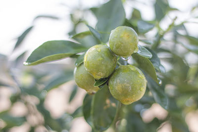 Orange trees have citrus fruits on a white background.