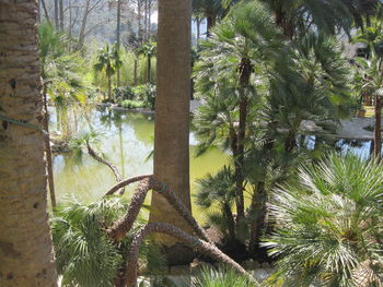 Palm trees by lake