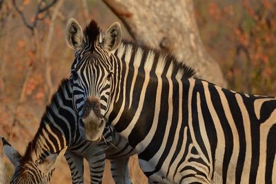 View of zebra