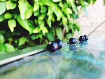 Close-up of caterpillar floating on water