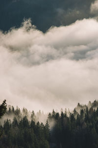 Low angle view of trees against sky