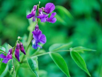 Close-up of purple flowers blooming outdoors