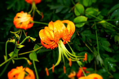 Close-up of flower blooming outdoors