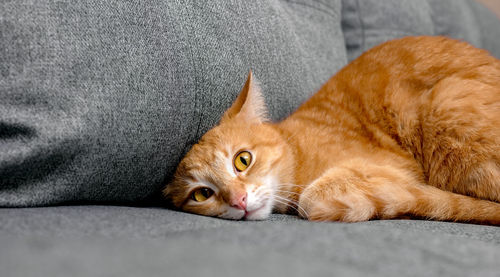 The ginger house cat hid its head under the sofa cushion. the concept of the behavior of pets