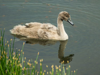 Swanling swimming in lake