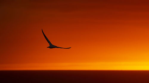 Silhouette bird flying over orange sky