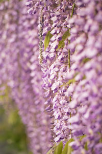 Close-up of purple flowers