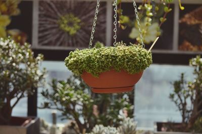 Close-up of potted plant hanging in yard