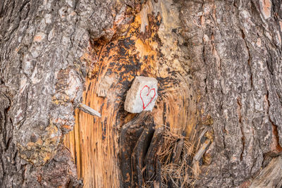 Close-up of lizard on tree trunk