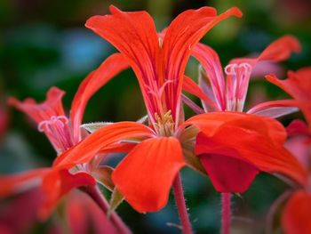 Close-up of orange flowering plant