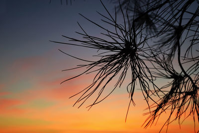 Low angle view of silhouette tree against sky during sunset